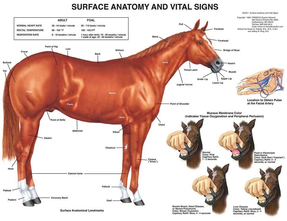Horse Diagram